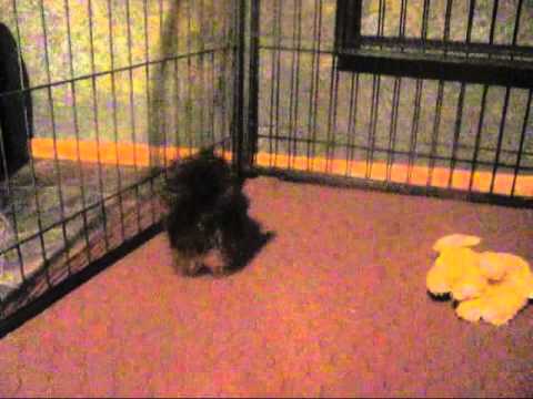 Meet our Adorable shorkie puppy, He is adopted and loves to play