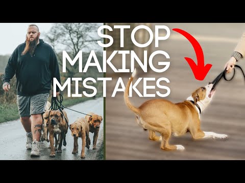 Dog Training Mistakes You Must Avoid Walking Your Dog