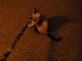 My Kitten, Mew My Kitten, Mew