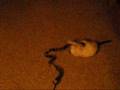 videos de My Kitten, Mew