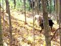 Boerboel video