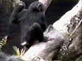 MONITO -_-