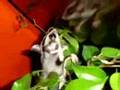 Robb & Bry's Sugar Gliders (flying squirrel honey possum)