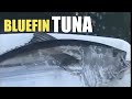 Big Tuna Fishing with Captain Jeff