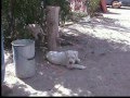 videos de Tarde de perros  Dogos Argentinos