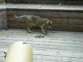 Chausie, Caught Bird in Pen 2
