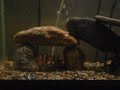 Clown loachs and Angel fish