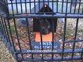 Haunted Dog House Haunted Dog House