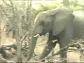 Elephantastica 1 of 12