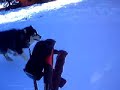 Il mio lupo sulla neve