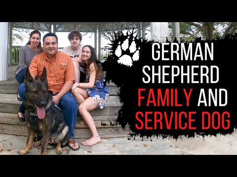 video-linktoworks-German shepherd as a family dog and service dog |...