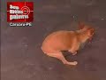 Cachorro Tom...