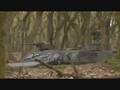 videos de Koninklijke Landmacht 2008