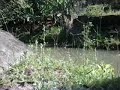 Pesca da Traira