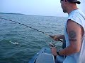gigantic catfish