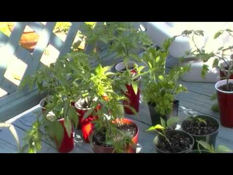 how to fertilize herbs naturally