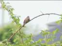 Song Sparrow