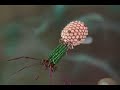 Viruses on the attack