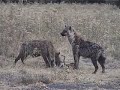 The Leopard, the Impala and Hyenas