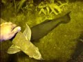 1,500 Gallon Amazon Sanctuary Update 4-14 1,500 Gallon Amazon Sanctuary Update 4-14
