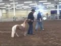 mini horse show mini horse show