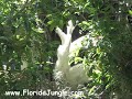 Nesting Egrets at Kraft Gardens, Winter Park, Florida
