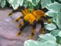RC Pet Goliath Bird Eating Tarantula .... ON THE LOOSE!