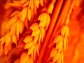 Natalie Dessay & Delphine Haidan - \"Flower duet\" from Lakme Natalie Dessay & Delphine Haidan - \"Flower duet\" from Lakme