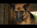 Como Cães e Gatos 2 - Trailer Teaser (dublado)