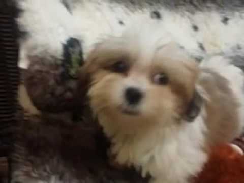 Baby Girl Shih-tese Puppy