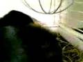 videos de Klara