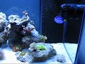 Nano Reef  40 Gallon 