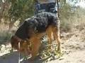 Airedale Terrier video