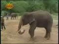 Amazing Elephant Football
