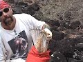 Galapagos Hawk Field Research