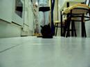 ana falquet