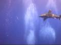 Longimanus at Red Sea, Egypt