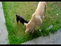 kiko y karmelo the movie