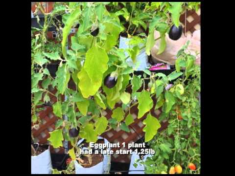 how to grow eggplant in greenhouse