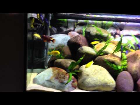 how to make mbuna grow faster