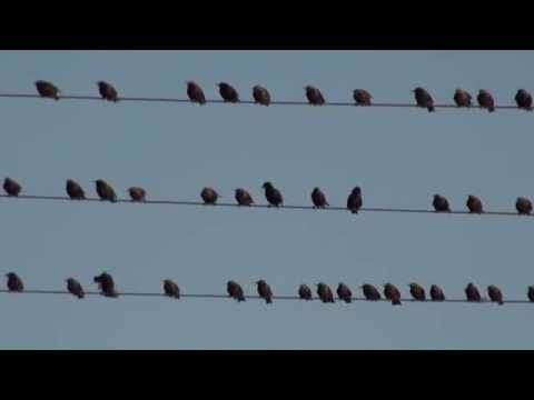 See video