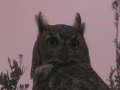 Great Horned Owl in the Wild Great Horned Owl in the Wild
