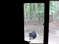black-bear-tearing-down-bird-feeder.html