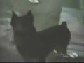 FUNNY DOG COMPILATION