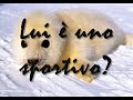 Salviamo le foche