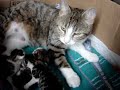 Vanille et ses bébés ! Vanille et ses bébés !