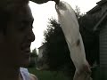 Cicada Hunters