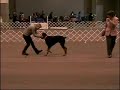 Dickie in obedience Dickie in obedience