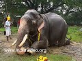 Mahouts, Caretakers, Pappan, Elephant, pet, Vadakkumnathan temple, Thrissur, Kerala
