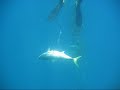 Kelp Paddy Hopping for YellowTail off San Diego